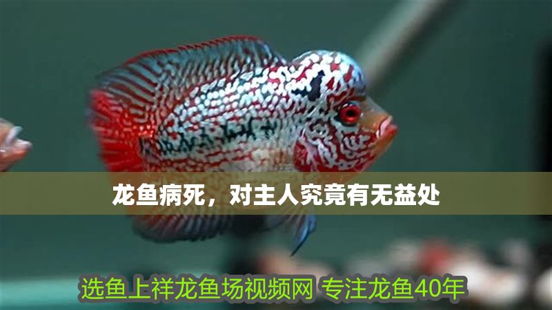 龍魚病死,對主人究竟有無益處 龍魚百科 第2張 龍魚病死,對主人究竟有無益處 龍魚病死,對主人究竟有無益處 龍魚百科 第2張