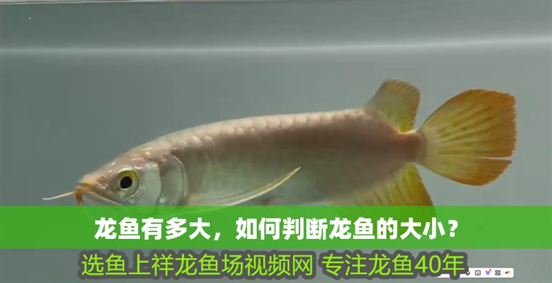 龍魚有多大，如何判斷龍魚的大小？