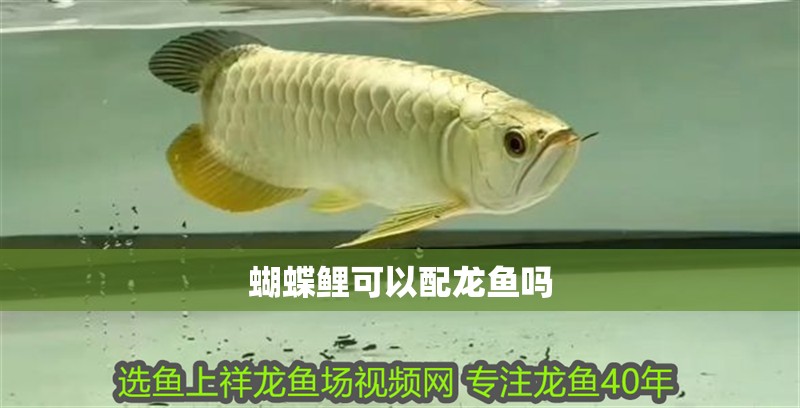 蝴蝶鯉可以配龍魚嗎