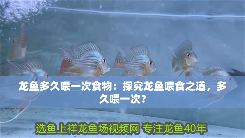 龍魚多久喂一次食物：探究龍魚喂食之道，多久喂一次？