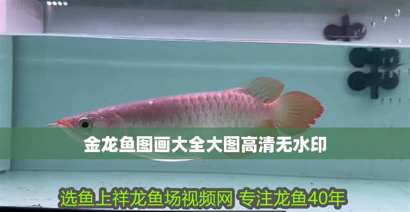 金龍魚圖畫大全大圖高清無水印 金龍魚圖畫大全大圖高清無水印 龍魚百科 第2張