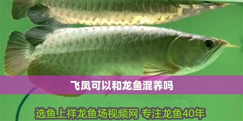 飛鳳可以和龍魚混養(yǎng)嗎