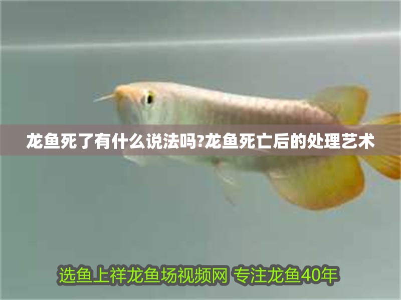 龍魚死了有什么說法嗎?龍魚死亡后的處理藝術(shù)