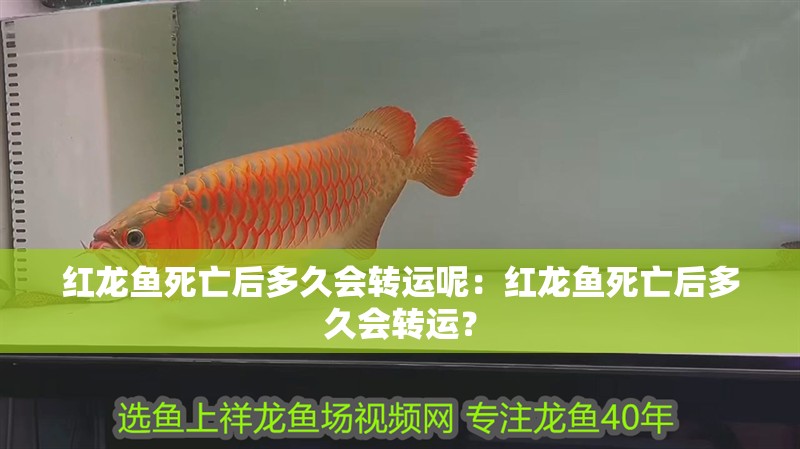 紅龍魚死亡后多久會轉運呢：紅龍魚死亡后多久會轉運？