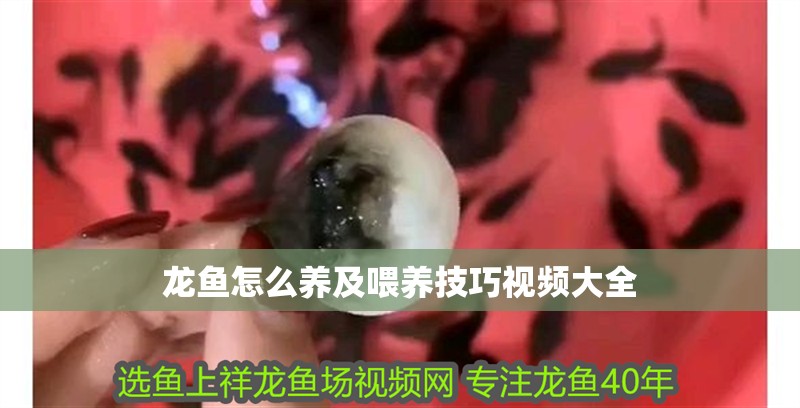 龍魚怎么養及喂養技巧視頻大全