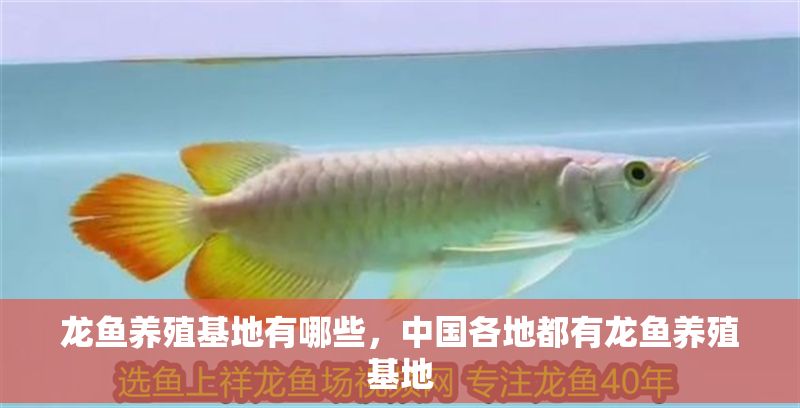 龍魚養殖基地有哪些，中國各地都有龍魚養殖基地