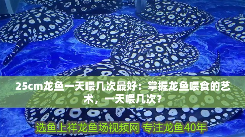 25cm龍魚一天喂幾次最好：掌握龍魚喂食的藝術，一天喂幾次？