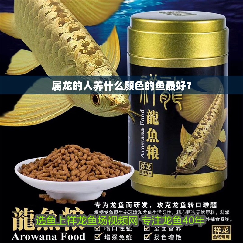 屬龍的人養(yǎng)什么顏色的魚最好？
