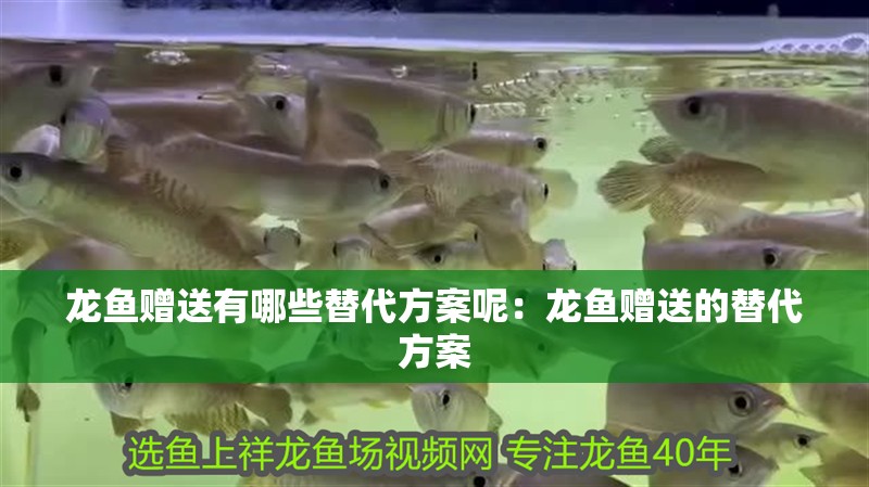 龍魚贈送有哪些替代方案呢：龍魚贈送的替代方案