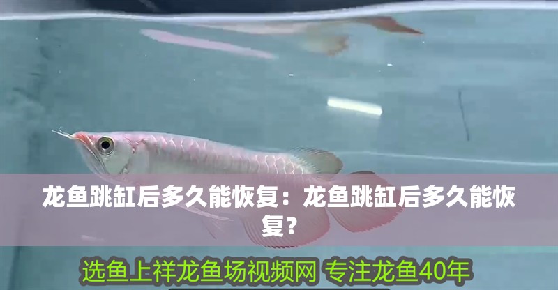 龍魚跳缸后多久能恢復：龍魚跳缸后多久能恢復？
