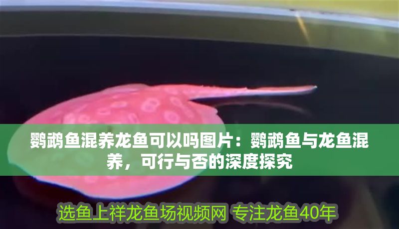 鸚鵡魚(yú)混養(yǎng)龍魚(yú)可以嗎圖片：鸚鵡魚(yú)與龍魚(yú)混養(yǎng)，可行與否的深度探究