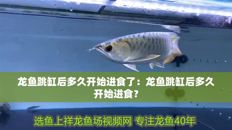 龍魚跳缸后多久開始進食了：龍魚跳缸后多久開始進食？