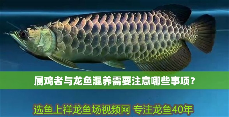 屬雞者與龍魚混養(yǎng)需要注意哪些事項(xiàng)？