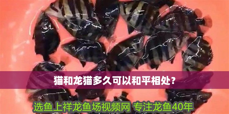 貓和龍貓多久可以和平相處？