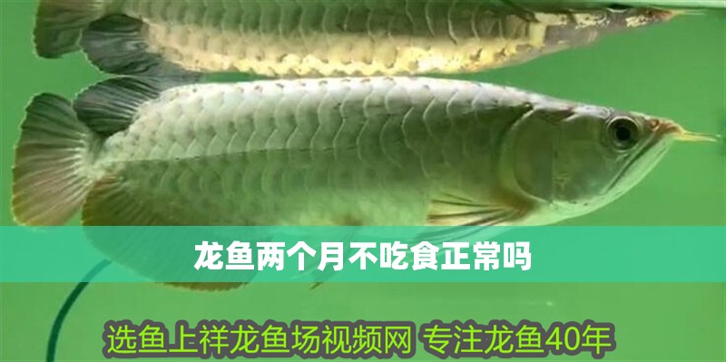 龍魚兩個(gè)月不吃食正常嗎
