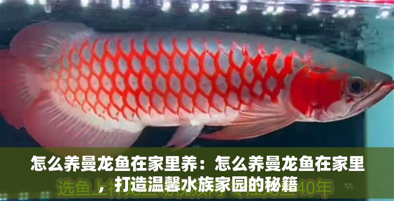 怎么養曼龍魚在家里養：怎么養曼龍魚在家里，打造溫馨水族家園的秘籍