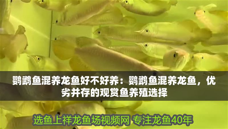 鸚鵡魚混養龍魚好不好養：鸚鵡魚混養龍魚，優劣并存的觀賞魚養殖選擇