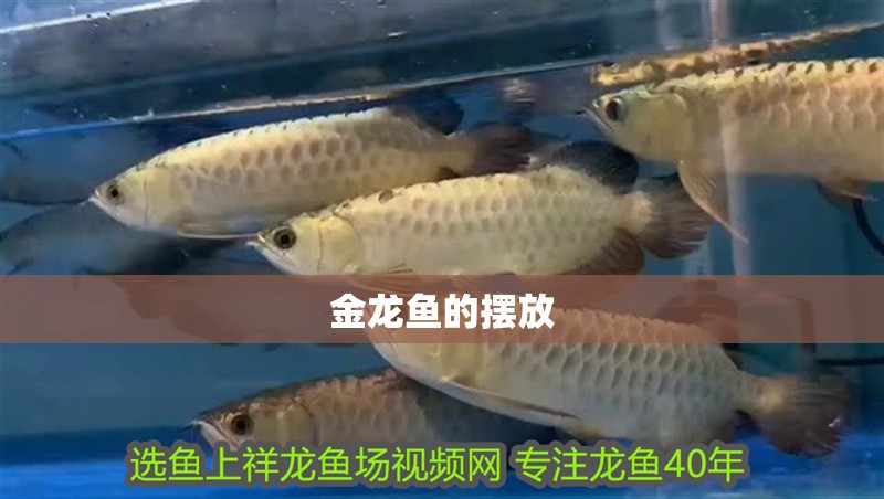 金龍魚的擺放