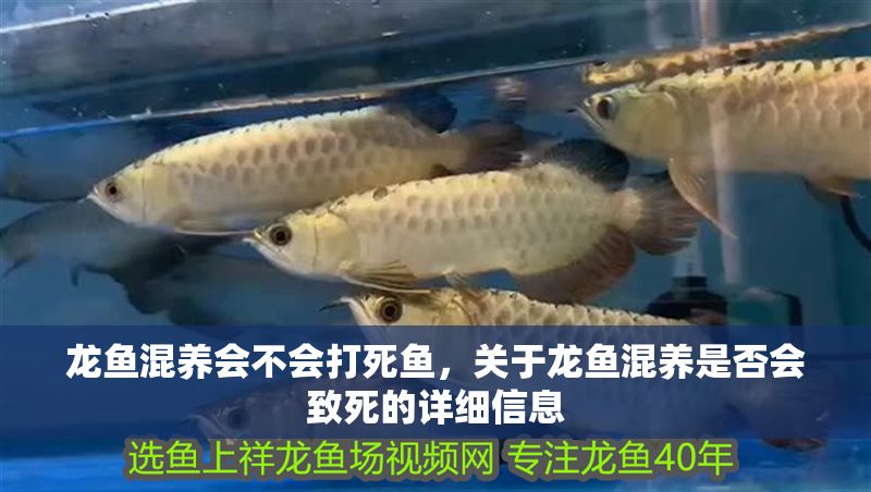 龍魚混養會不會打死魚，關于龍魚混養是否會致死的詳細信息