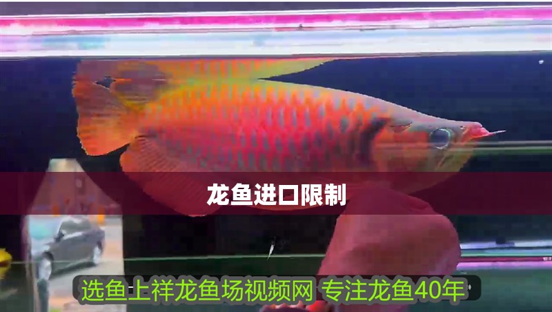 龍魚進(jìn)口限制