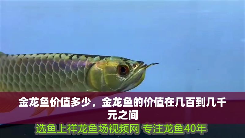 金龍魚價(jià)值多少，金龍魚的價(jià)值在幾百到幾千元之間
