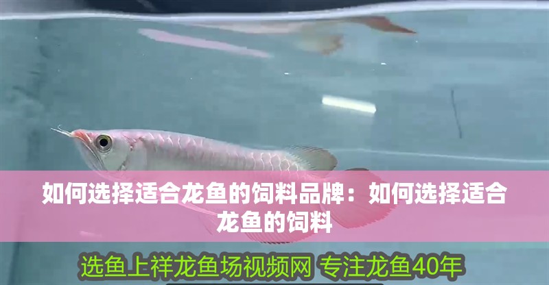 如何選擇適合龍魚的飼料品牌：如何選擇適合龍魚的飼料