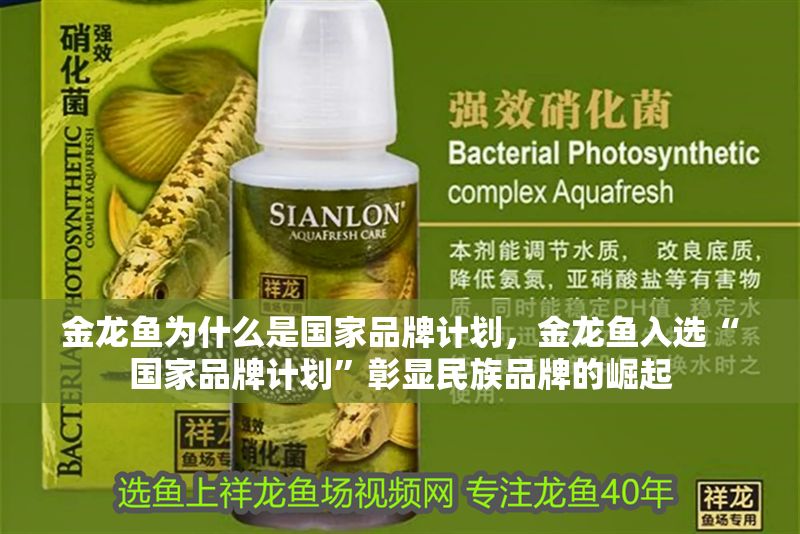 金龍魚為什么是國家品牌計劃,金龍魚入選“國家品牌計劃”彰顯民族品牌的崛起 龍魚百科 第1張 金龍魚為什么是國家品牌計劃,金龍魚入選“國家品牌計劃”彰顯民族品牌的崛起 金龍魚為什么是國家品牌計劃,金龍魚入選“國家品牌計劃”彰顯民族品牌的崛起 龍魚百科 第1張