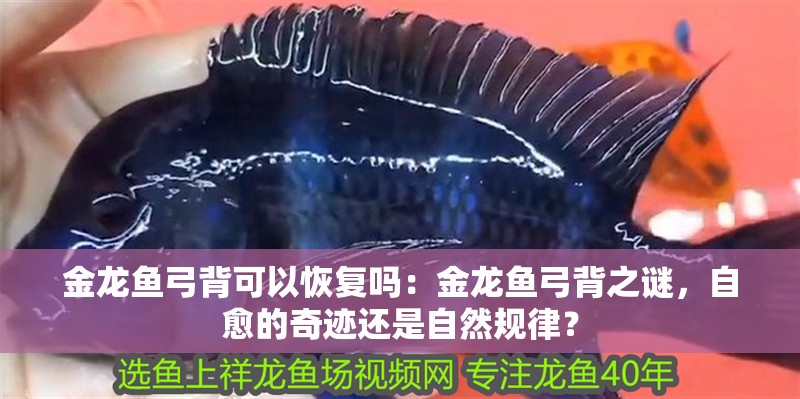 金龍魚弓背可以恢復嗎：金龍魚弓背之謎，自愈的奇跡還是自然規律？