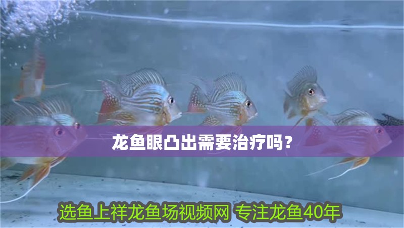 龍魚眼凸出需要治療嗎？