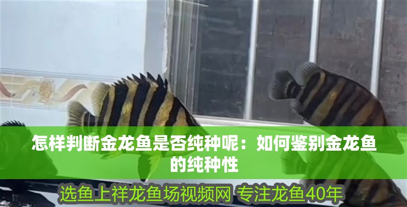 怎樣判斷金龍魚是否純種呢：如何鑒別金龍魚的純種性 怎樣判斷金龍魚是否純種呢：如何鑒別金龍魚的純種性 水族問答