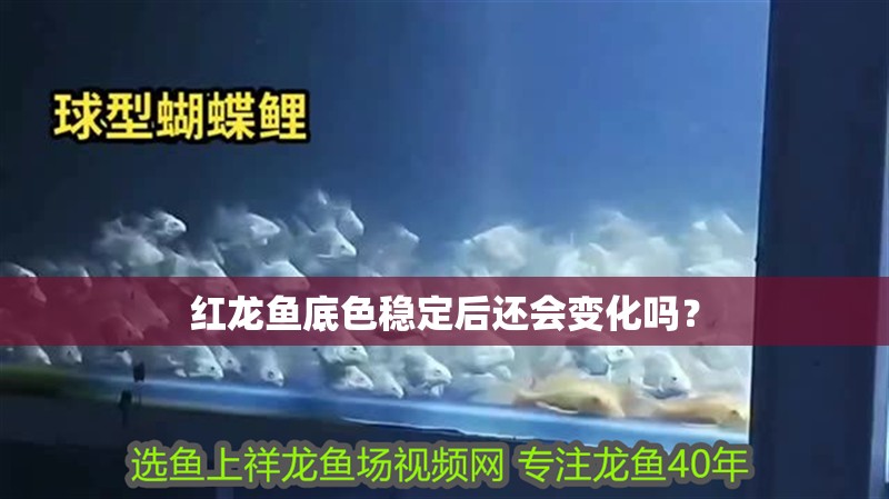 紅龍魚底色穩定后還會變化嗎？