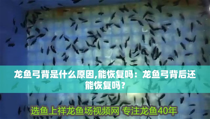 龍魚弓背是什么原因,能恢復嗎：龍魚弓背后還能恢復嗎？
