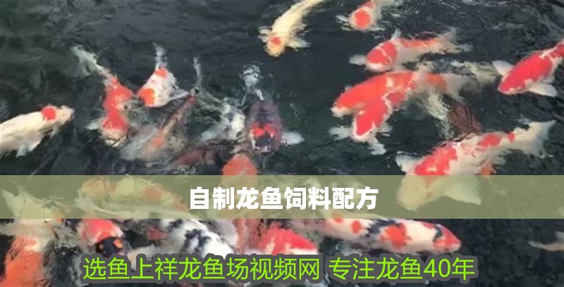 自制龍魚飼料配方