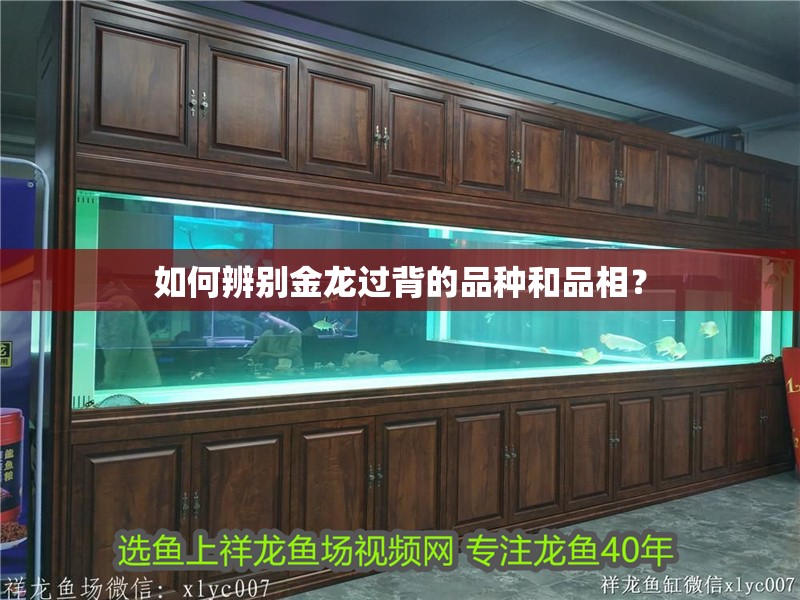 如何辨別金龍過背的品種和品相？
