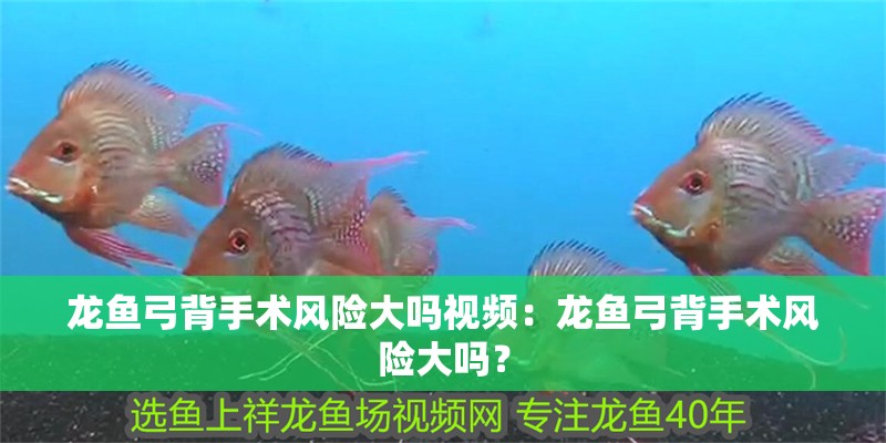 龍魚弓背手術風險大嗎視頻：龍魚弓背手術風險大嗎？