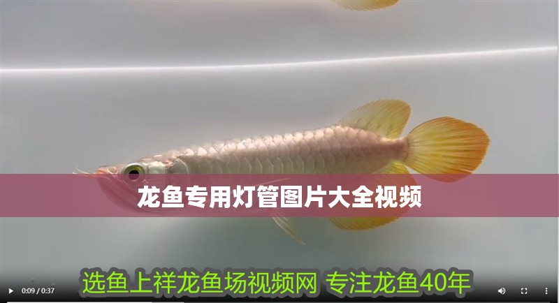 龍魚專用燈管圖片大全視頻