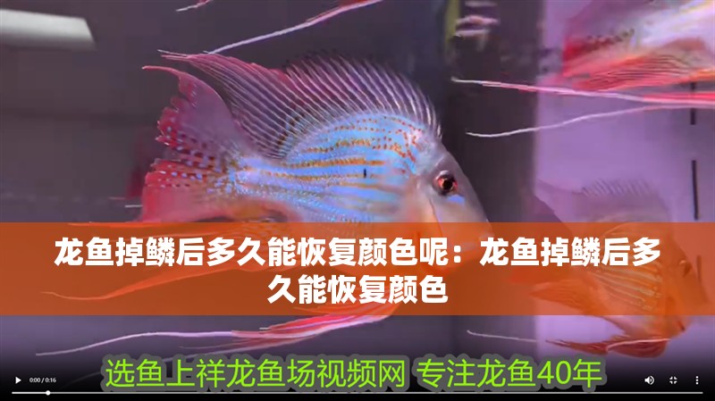 龍魚掉鱗后多久能恢復顏色呢：龍魚掉鱗后多久能恢復顏色