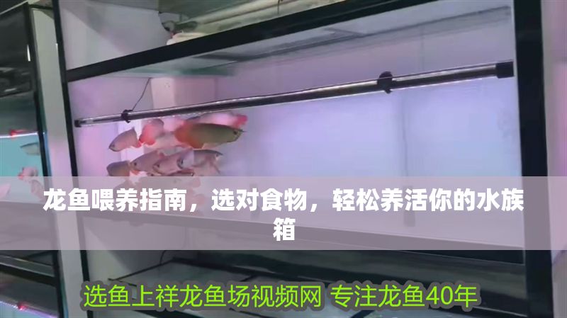龍魚喂養指南，選對食物，輕松養活你的水族箱