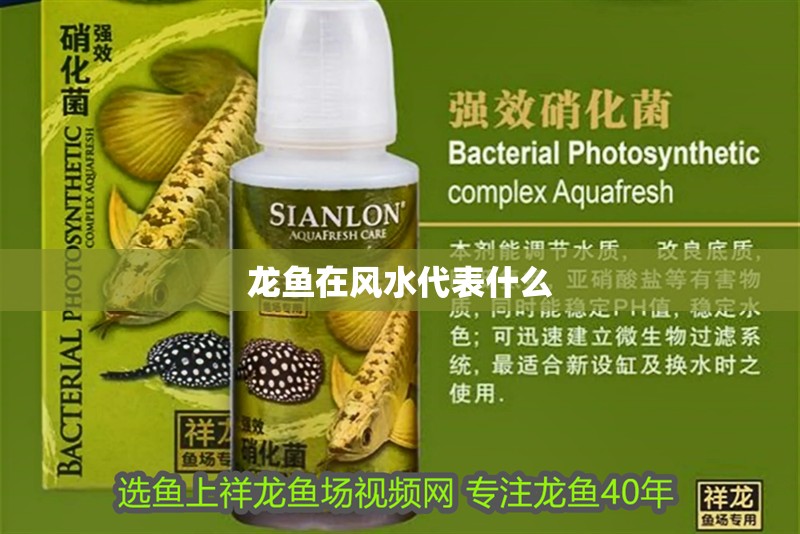 龍魚在風水代表什么