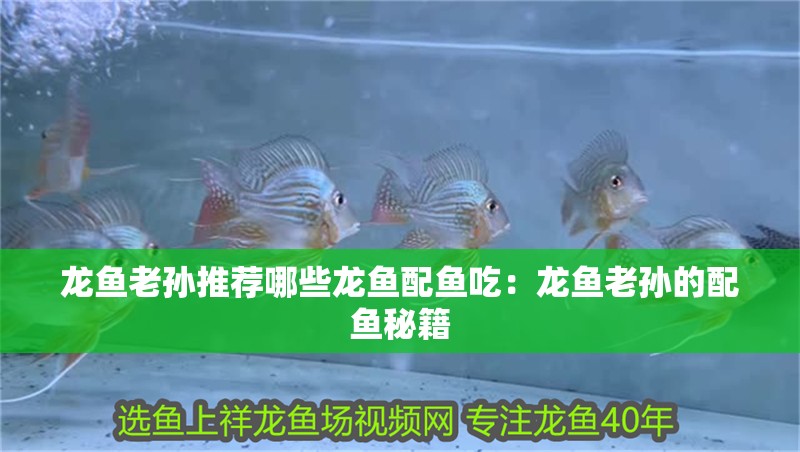 龍魚老孫推薦哪些龍魚配魚吃：龍魚老孫的配魚秘籍