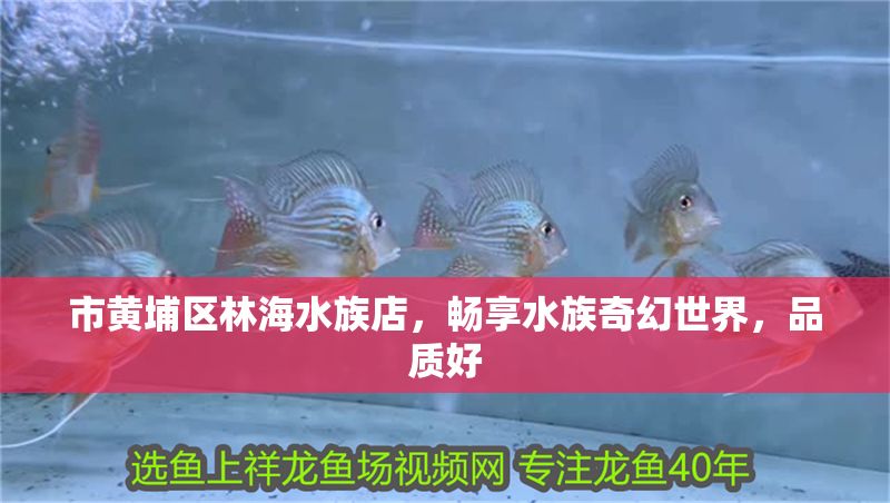 市黃埔區(qū)林海水族店，暢享水族奇幻世界，品質(zhì)好