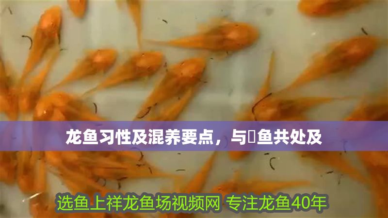 龍魚習性及混養要點，與魟魚共處及