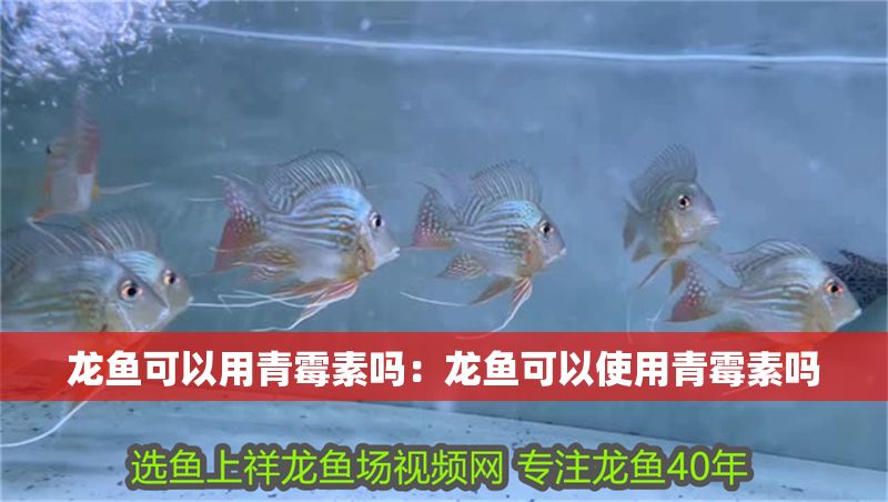 龍魚可以用青霉素嗎：龍魚可以使用青霉素嗎