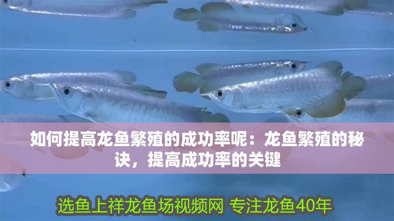如何提高龍魚繁殖的成功率呢：龍魚繁殖的秘訣，提高成功率的關鍵