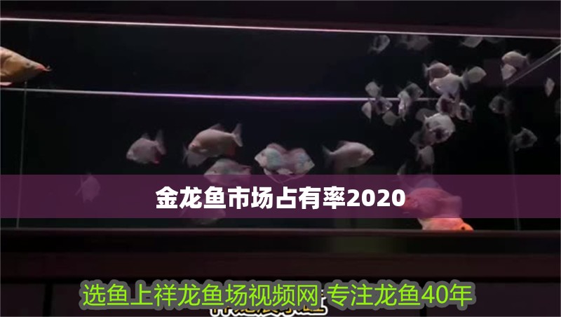 金龍魚市場占有率2020
