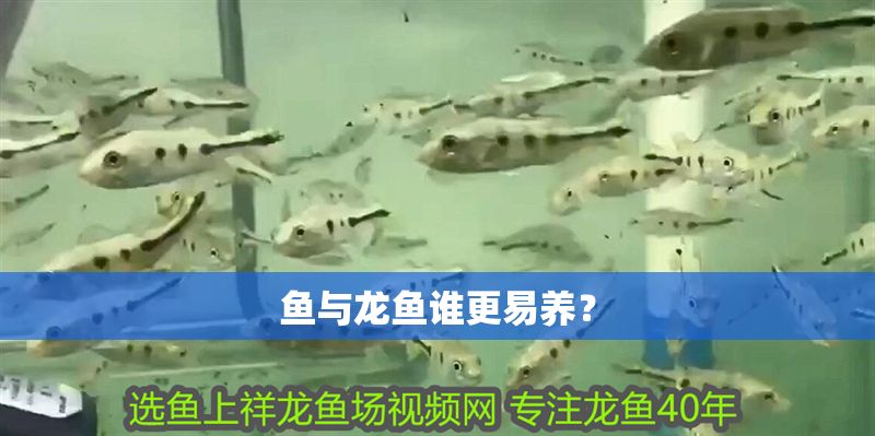 魚與龍魚誰更易養？