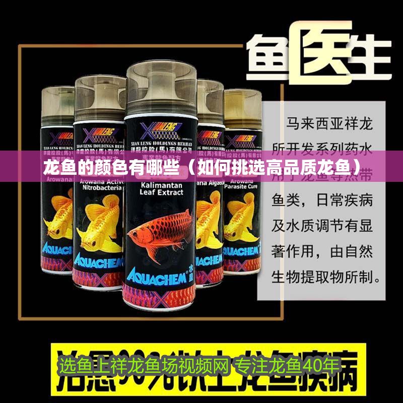 龍魚的顏色有哪些（如何挑選高品質龍魚）