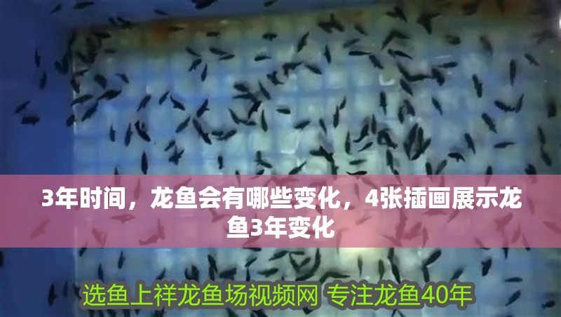 3年時間，龍魚會有哪些變化，4張插畫展示龍魚3年變化