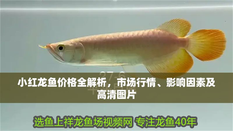 小紅龍魚價格全解析，市場行情、影響因素及高清圖片