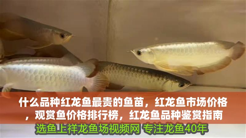 什么品種紅龍魚最貴的魚苗，紅龍魚市場價格，觀賞魚價格排行榜，紅龍魚品種鑒賞指南